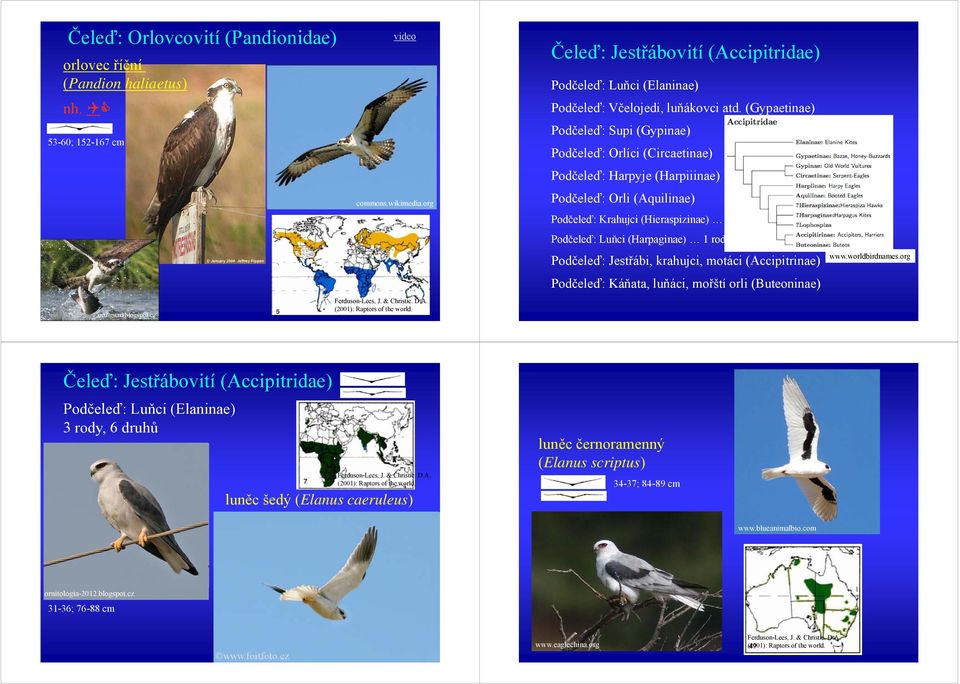 (Gypaetinae) Podčeleď: Supi (Gypinae) Podčeleď: Orlíci (Circaetinae) Pdč Podčeleď: ď Harpyje (Harpiiinae) Podčeleď: Orli (Aquilinae) Podčeleď: Krahujci (Hieraspizinae) 1 rod, 2 druhy Podčeleď: Luňci