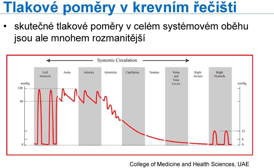 systémovém oběhu jsou ale mnohem