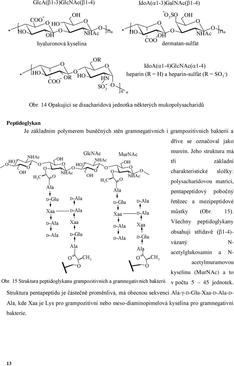 14 pakující se disacharidová jednotka některých mukopolysacharidů Peptidoglykan Je základním polymerem buněčných stěn gramnegativních i grampozitivních bakterií a H dříve se označoval jako murein.