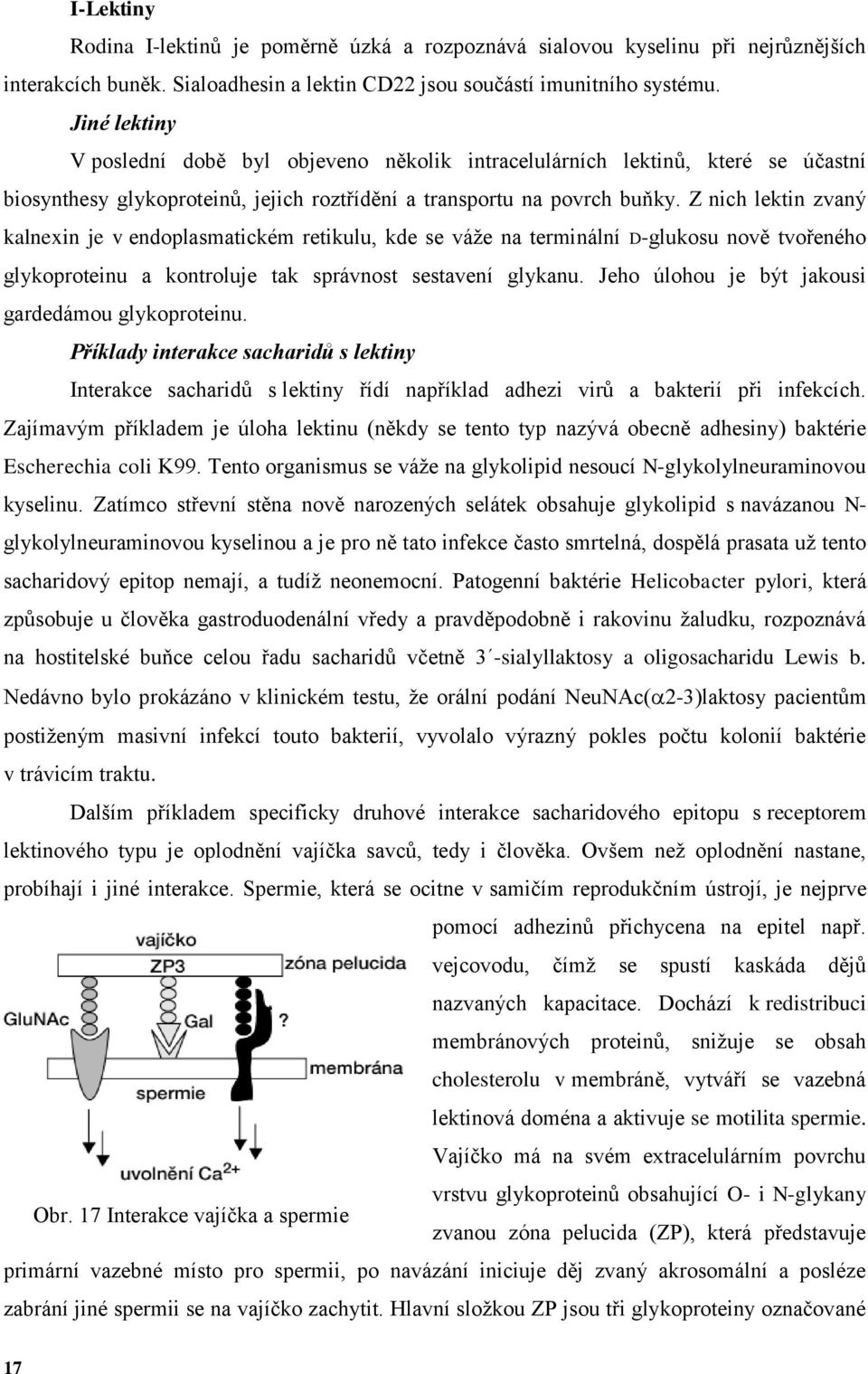 Z nich lektin zvaný kalnexin je v endoplasmatickém retikulu, kde se váže na terminální Dglukosu nově tvořeného glykoproteinu a kontroluje tak správnost sestavení glykanu.