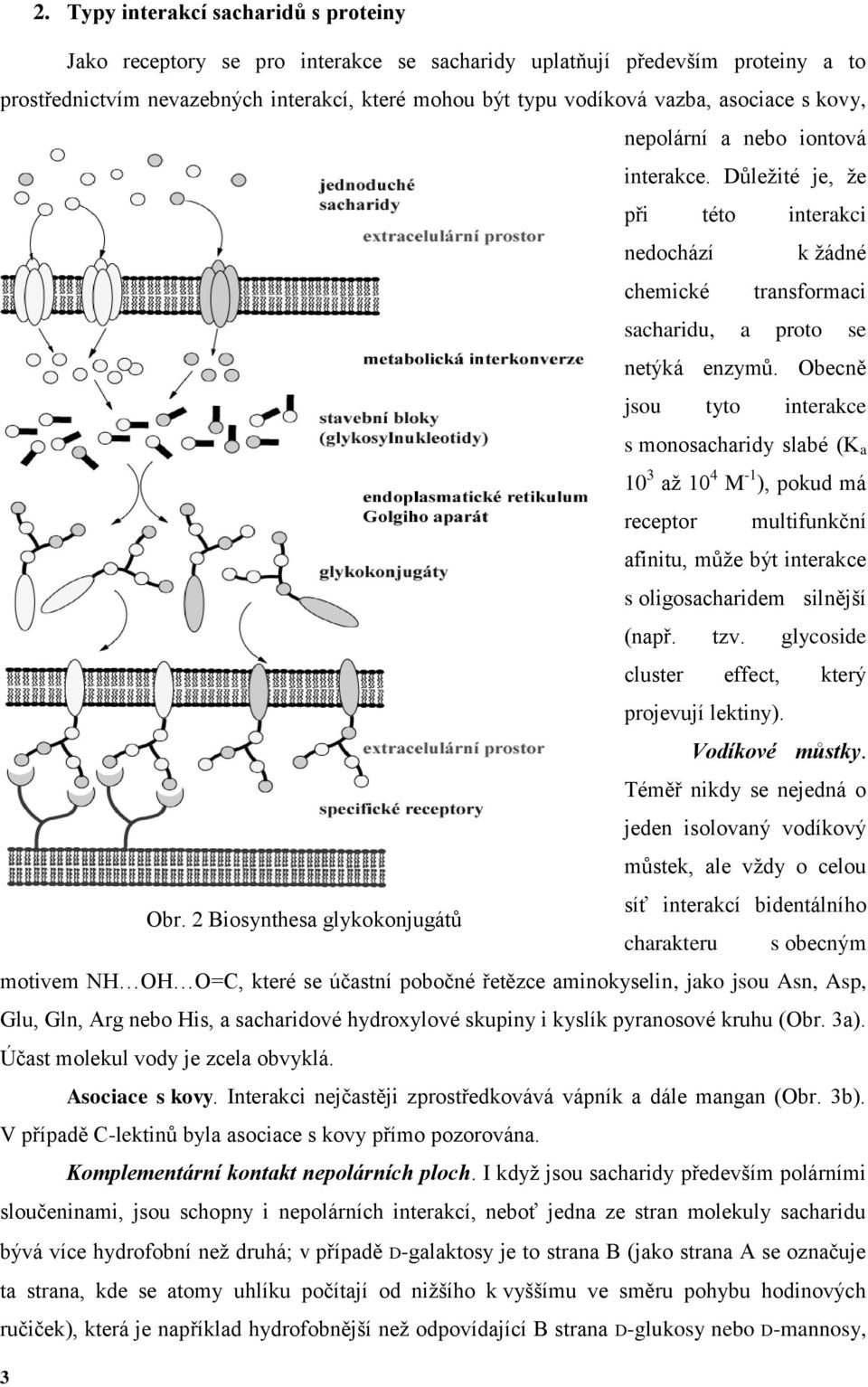 becně jsou tyto interakce s monosacharidy slabé (K a 10 3 až 10 4 M 1 ), pokud má receptor multifunkční afinitu, může být interakce s oligosacharidem silnější (např. tzv.