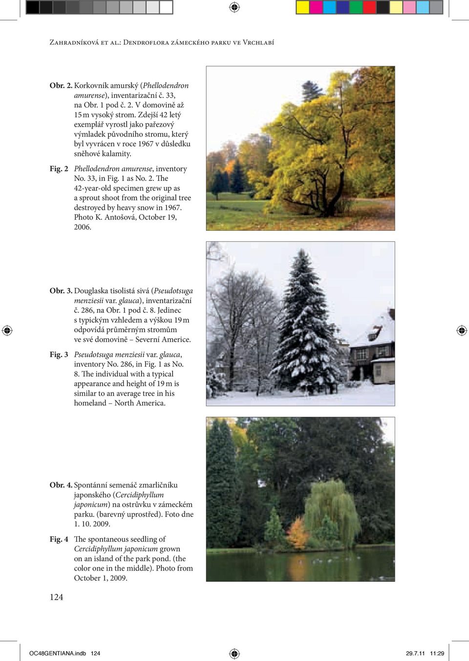 2. The 42-year-old specimen grew up as a sprout shoot from the original tree destroyed by heavy snow in 1967. Photo K. Antošová, October 19, 2006. Obr. 3.