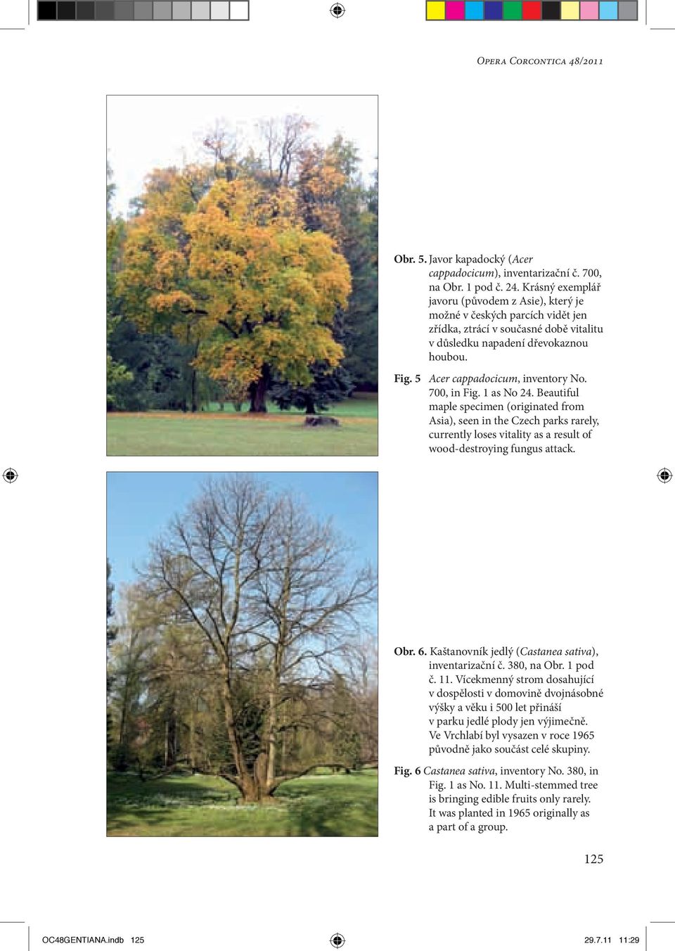 5 Acer cappadocicum, inventory No. 700, in Fig. 1 as No 24.