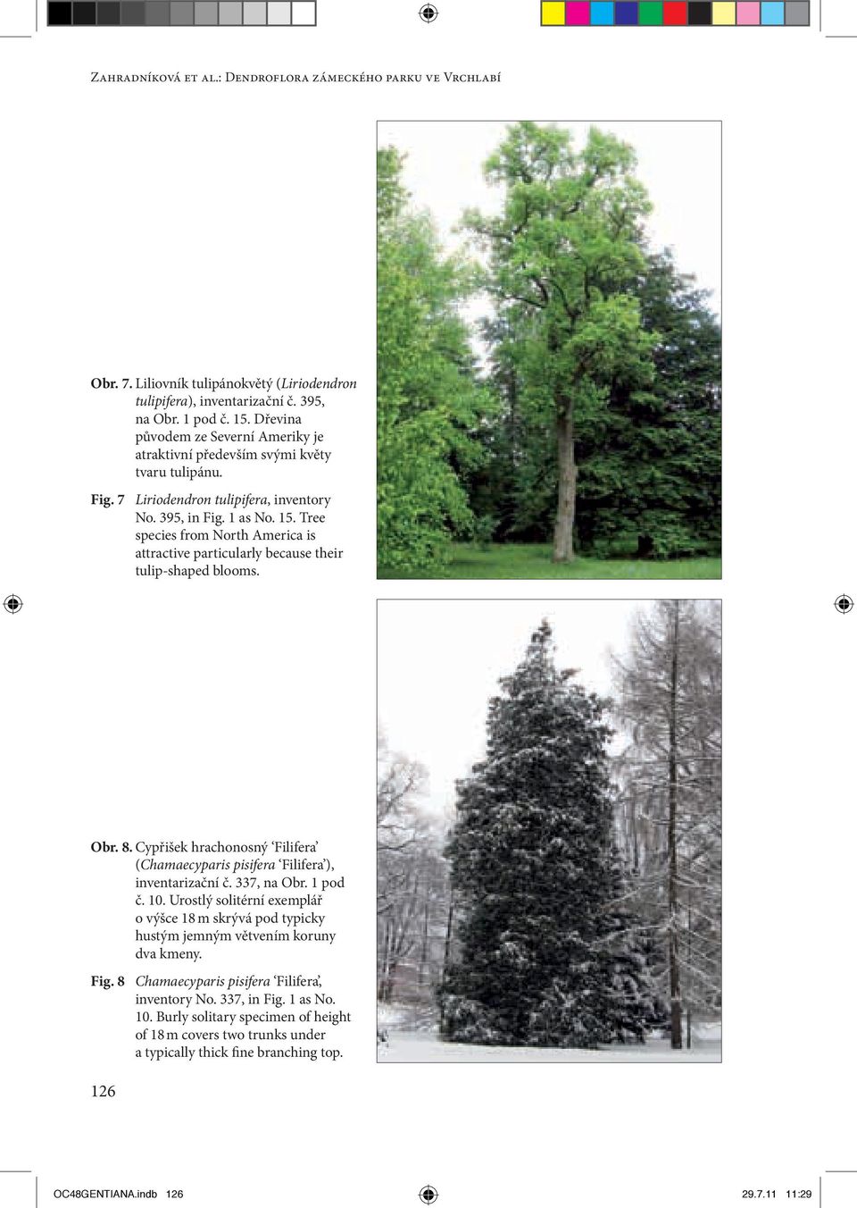 Tree species from North America is attractive particularly because their tulip-shaped blooms. Obr. 8. Cypřišek hrachonosný Filifera (Chamaecyparis pisifera Filifera ), inventarizační č. 337, na Obr.