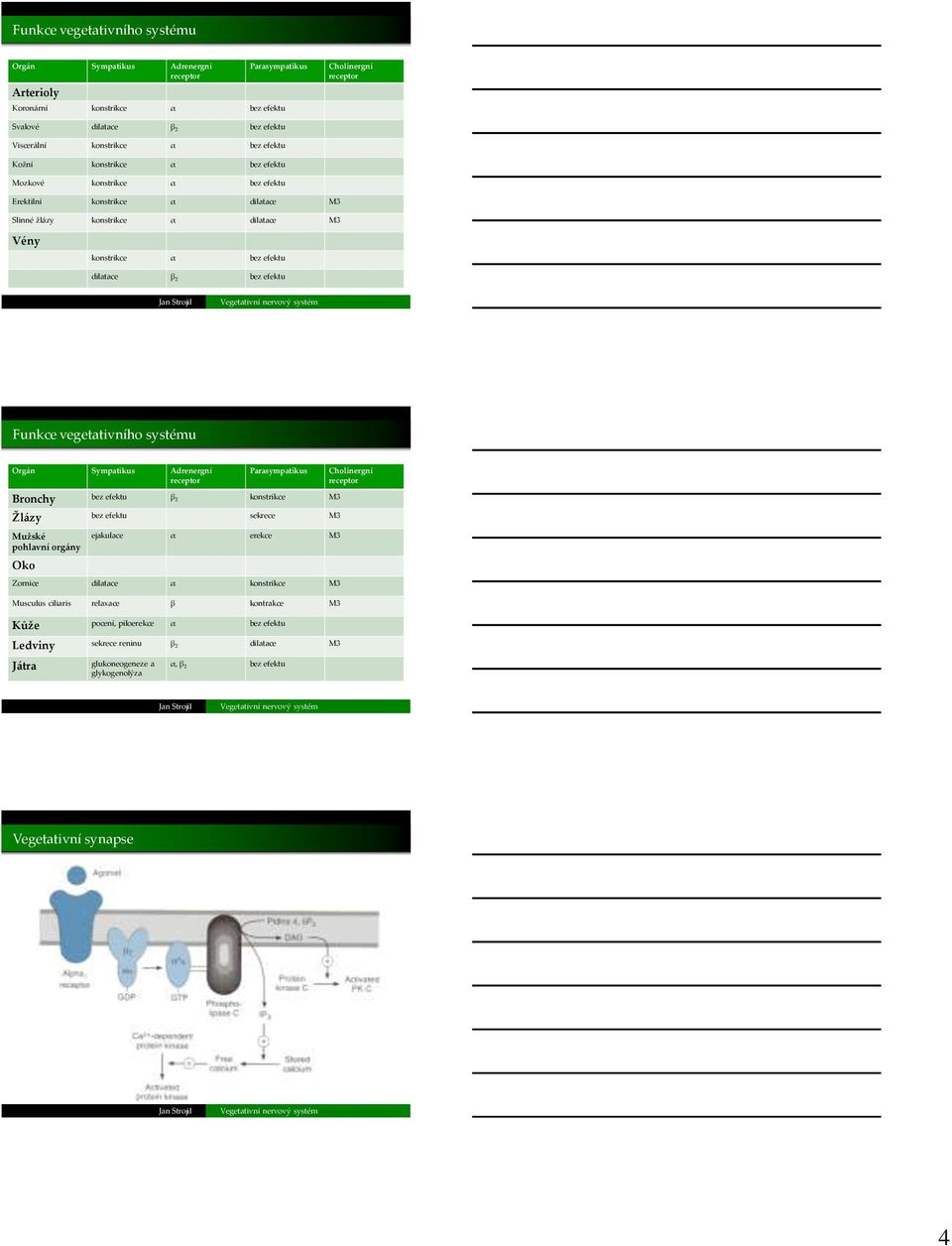 vegetativního systému Orgán Sympatikus Adrenergní Parasympatikus Bronchy bez efektu β 2 konstrikce M3 Žlázy bez efektu sekrece M3 Mužské pohlavní orgány Oko ejakulace α erekce M3 Zornice dilatace α