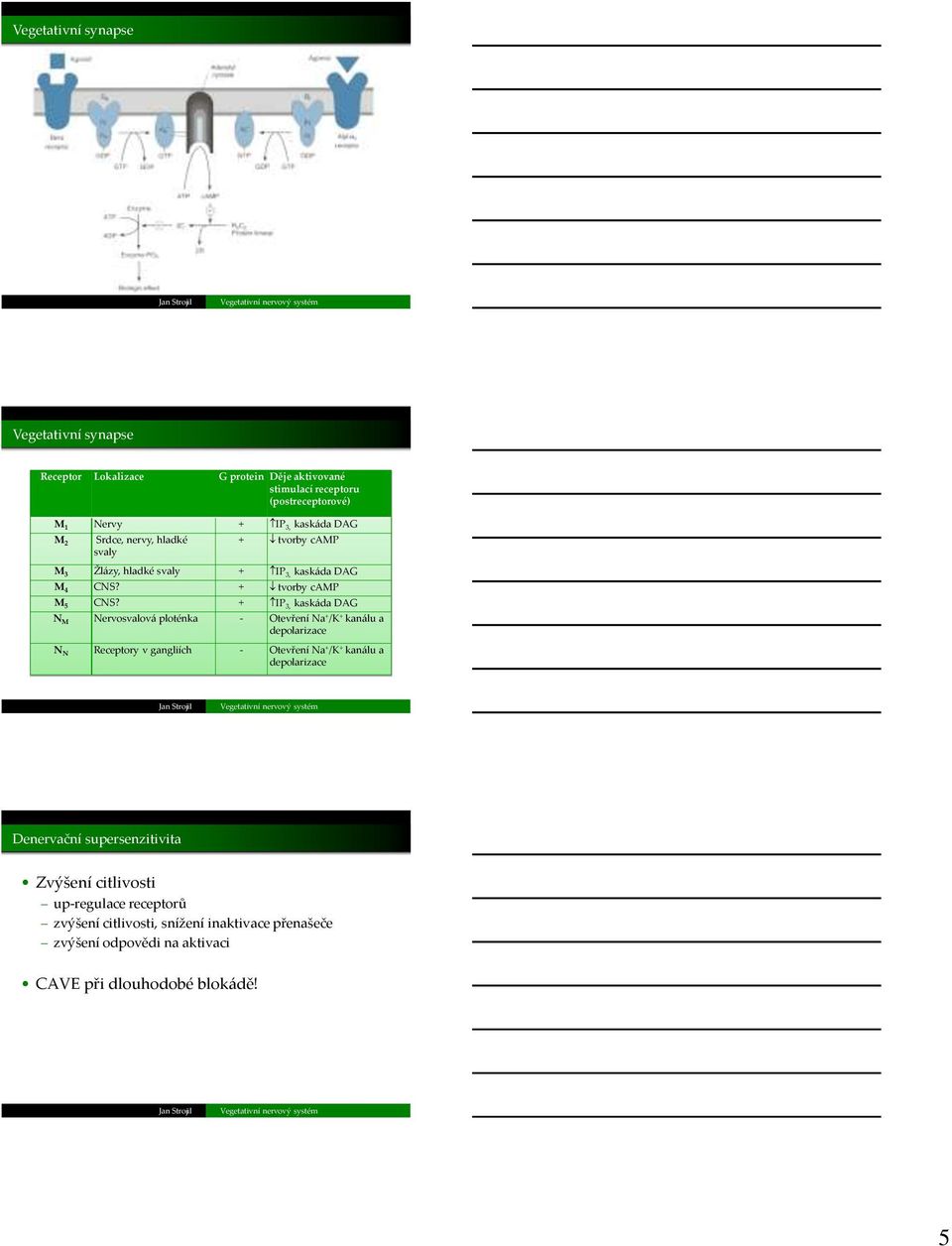 + IP 3, kaskáda DAG N M Nervosvalová ploténka - Otevření Na + /K + kanálu a depolarizace N N Receptory v gangliích - Otevření Na + /K + kanálu a