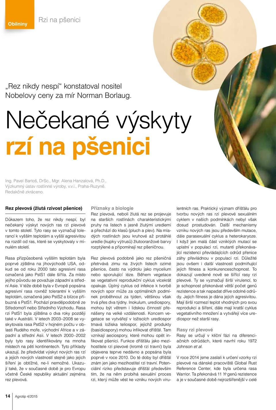 Tyto rasy se vyznačují tolerancí k vyšším teplotám a vyšší agresivitou na rozdíl od ras, které se vyskytovaly v minulém století.