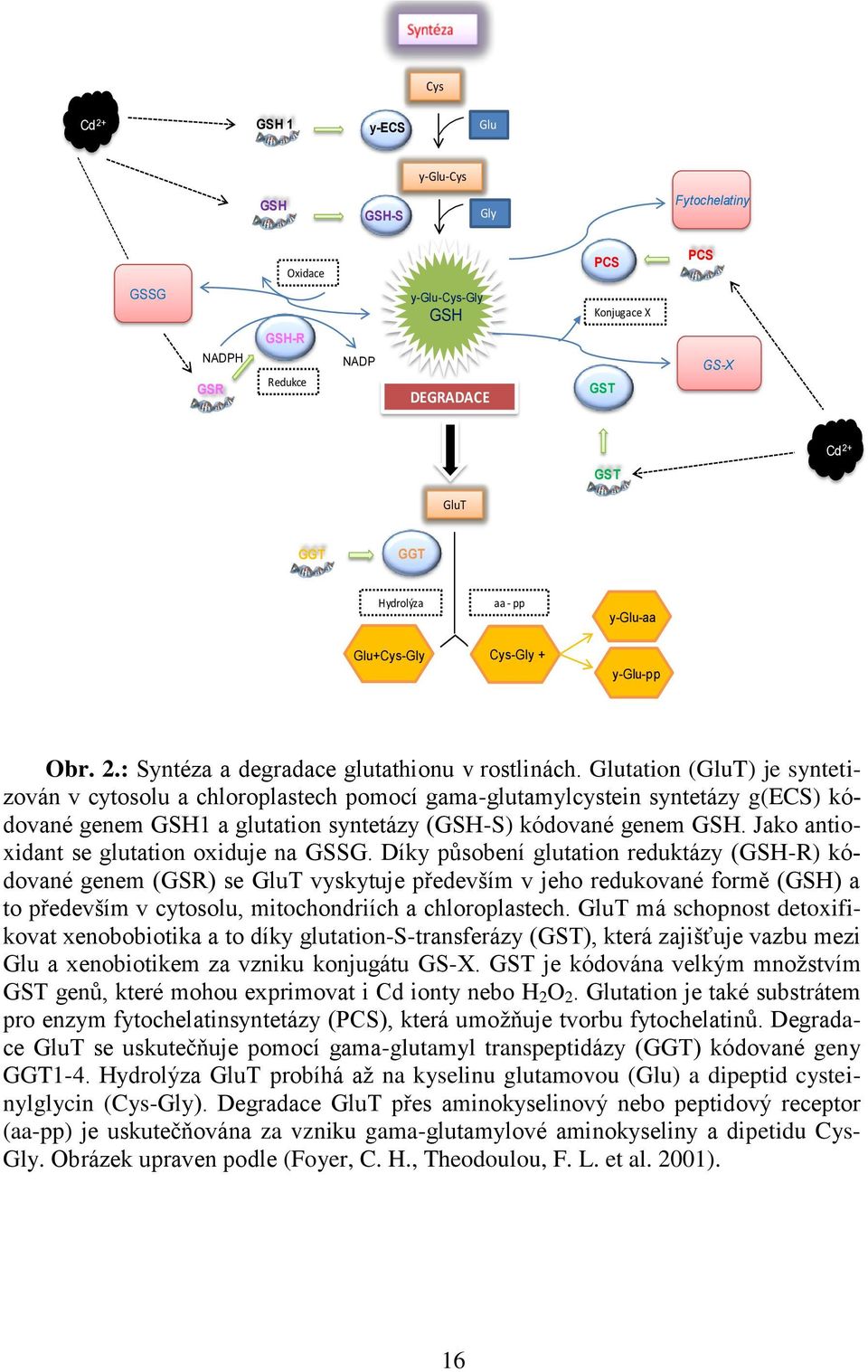 Glutation (GluT) je syntetizován v cytosolu a chloroplastech pomocí gama-glutamylcystein syntetázy g(ecs) kódované genem GSH1 a glutation syntetázy (GSH-S) kódované genem GSH.