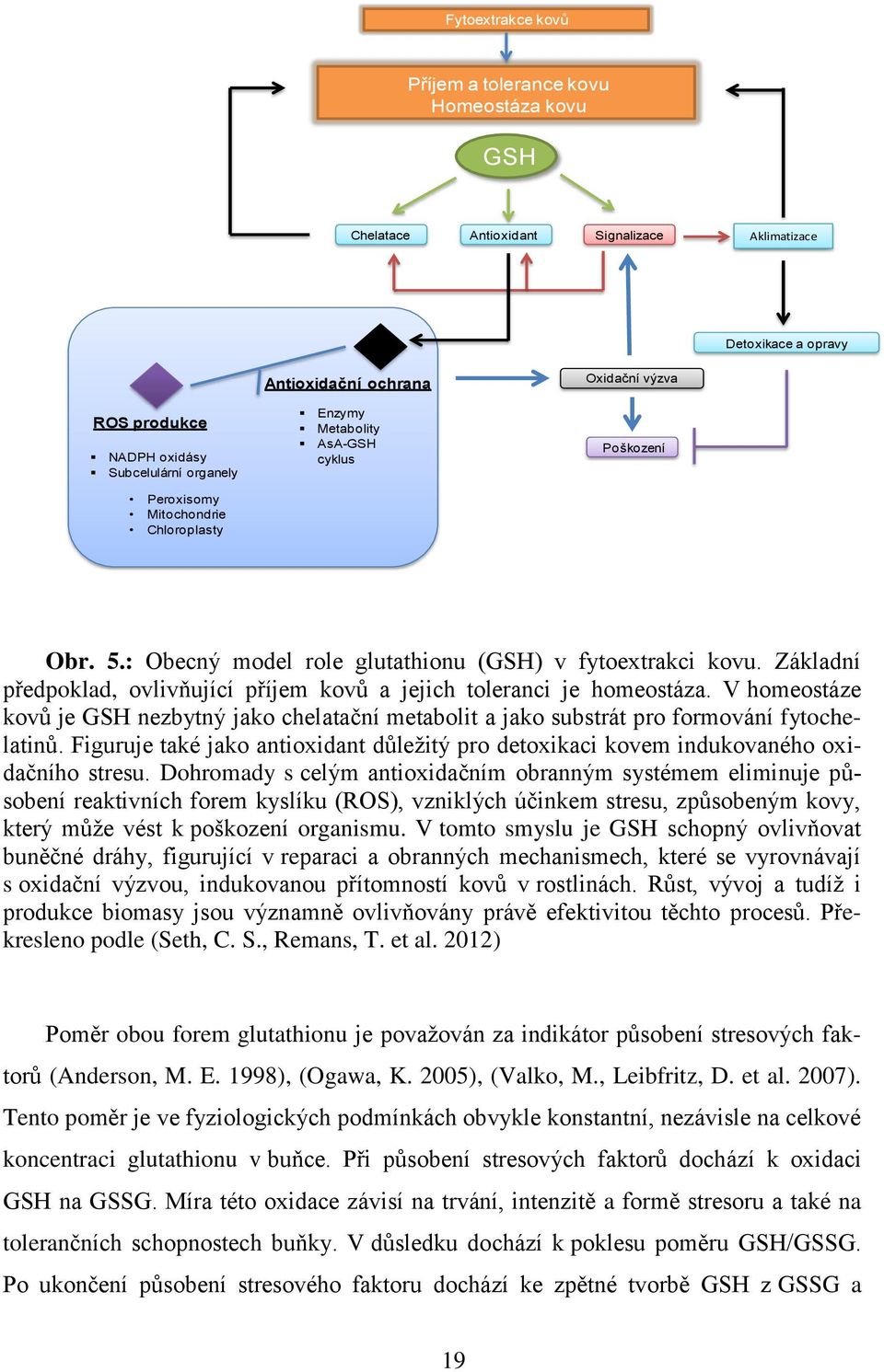 : Obecný model role glutathionu (GSH) v fytoextrakci kovu. Základní předpoklad, ovlivňující příjem kovů a jejich toleranci je homeostáza.