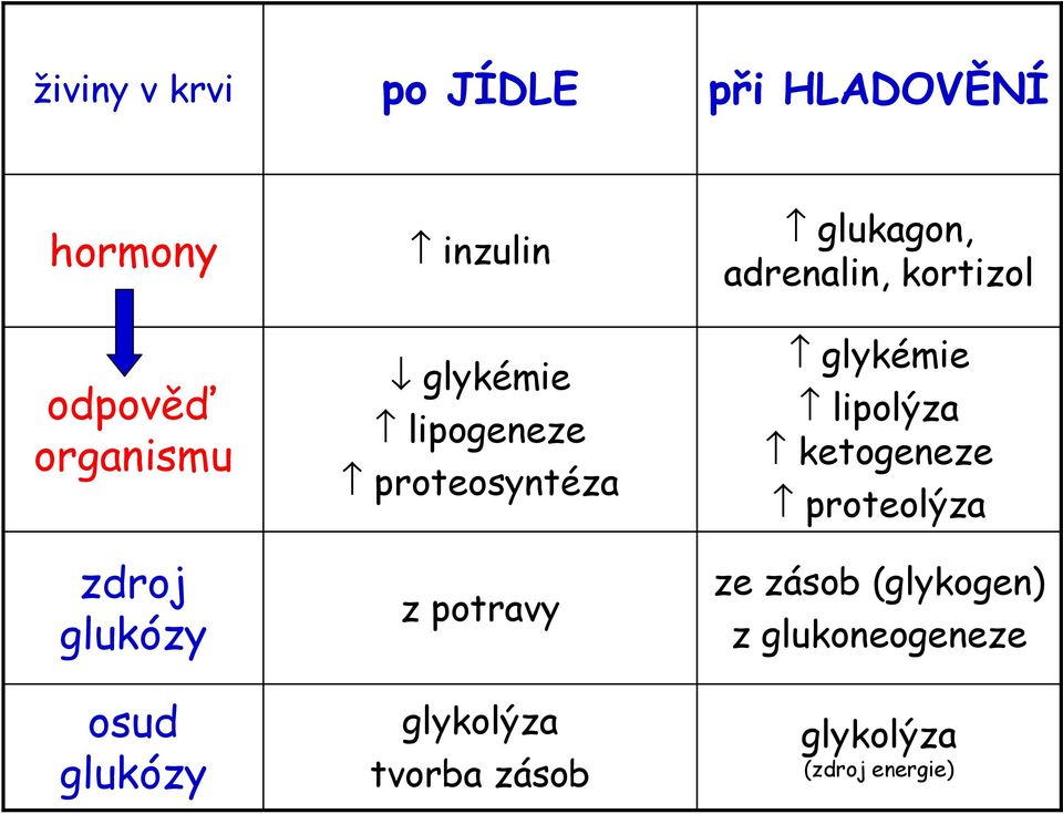 adrenalin, kortizol glykémie lipolýza ketogeneze proteolýza ze zásob