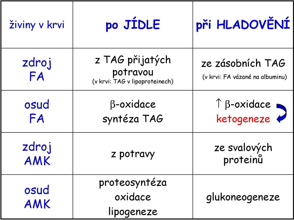 TAG (v krvi: FA vázané na albuminu) β-oxidace ketogeneze zdroj AMK osud