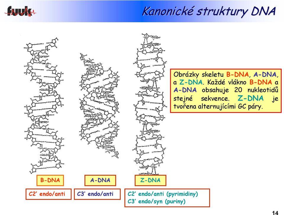 Z-DNA je tvořena alternujícími GC páry.