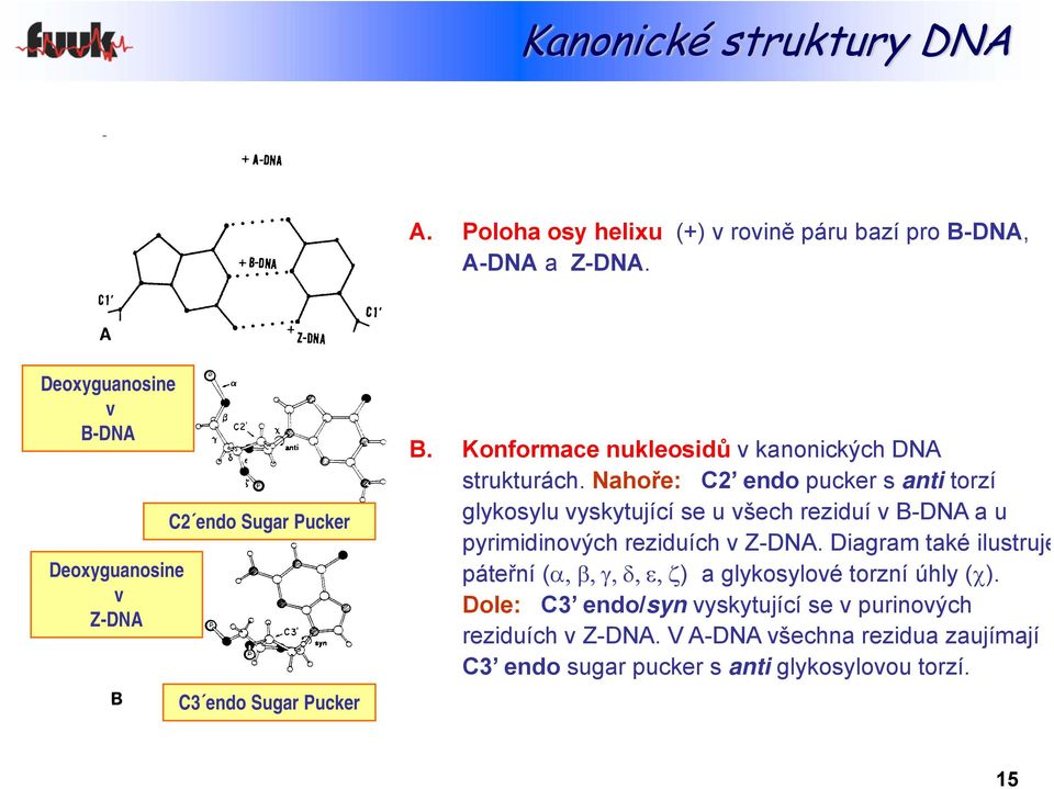 Nahoře: C2 endo pucker s anti torzí glykosylu vyskytující se u všech reziduí v B-DNA a u pyrimidinových reziduích v Z-DNA.