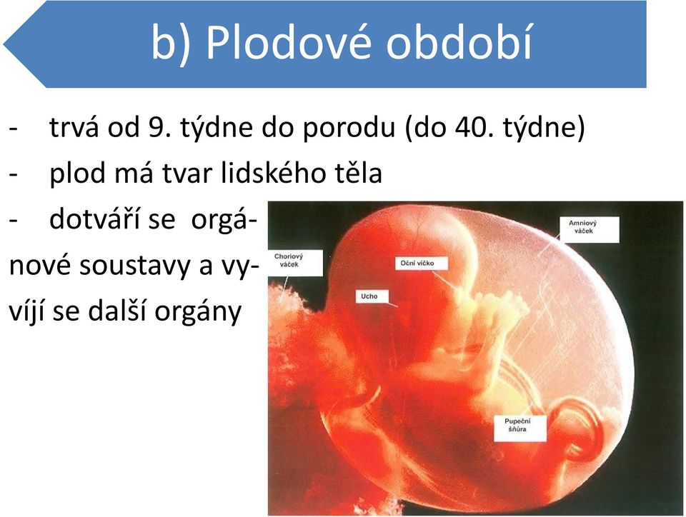 týdne) - plod má tvar lidského těla