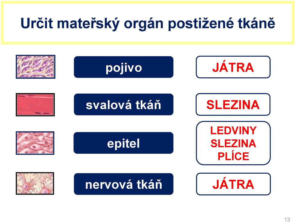 tkáň epitel nervová tkáň