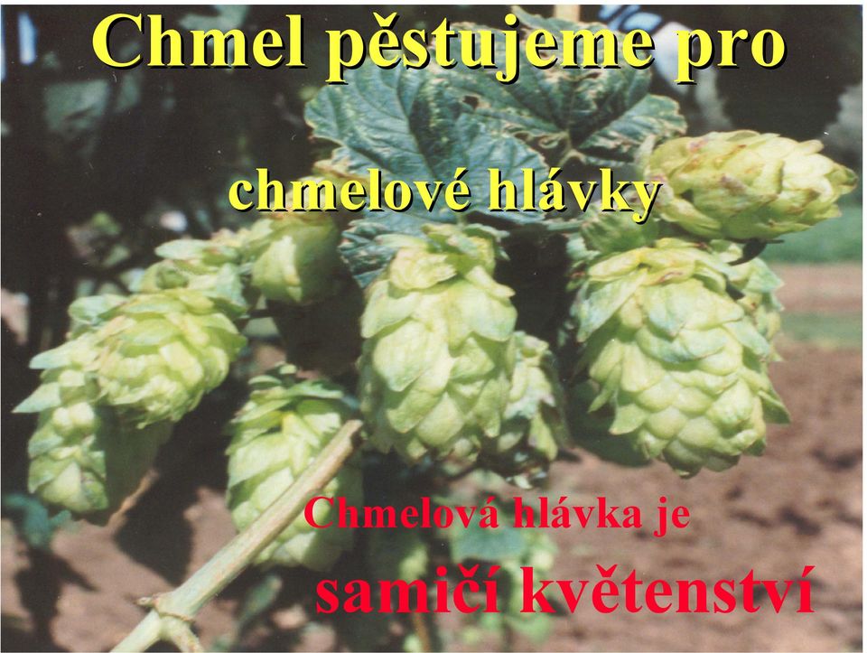 hlávky Chmelová