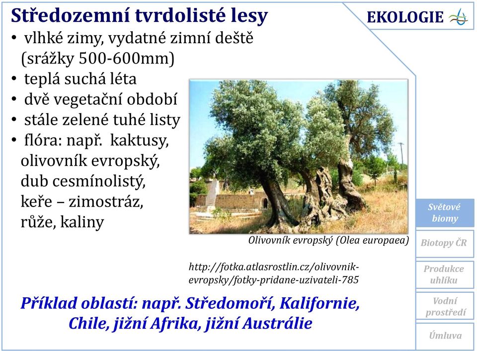 kaktusy, olivovník evropský, dub cesmínolistý, keře zimostráz, růže, kaliny Olivovník evropský (Olea