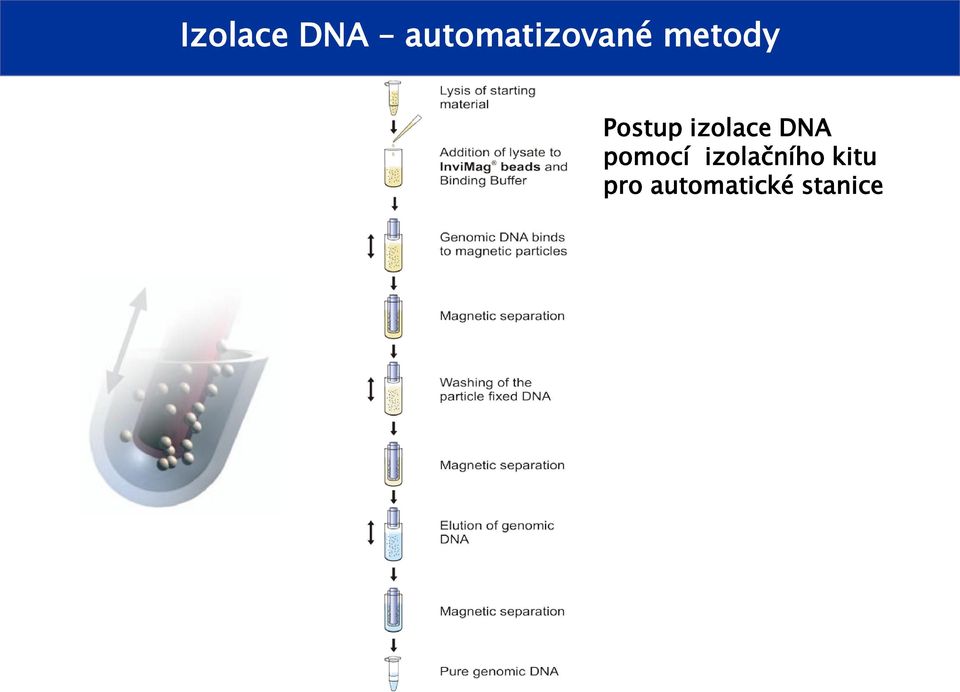 Postup izolace DNA
