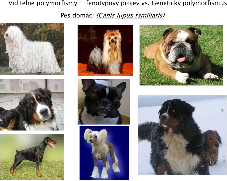 Geneticky polymorfismus