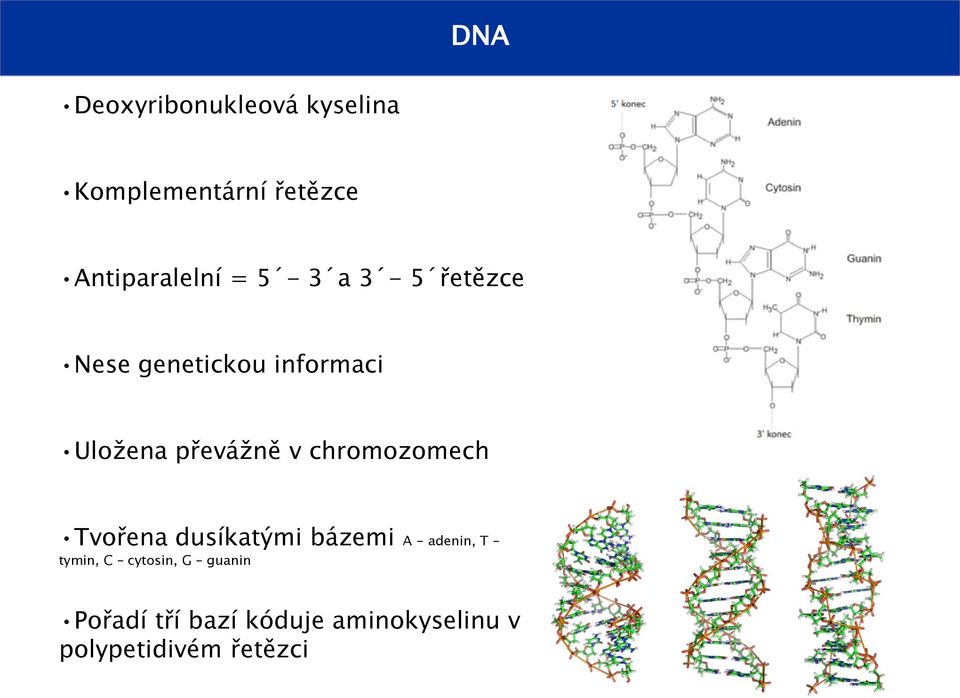 chromozomech Tvořena dusíkatými bázemi A - adenin, T tymin, C