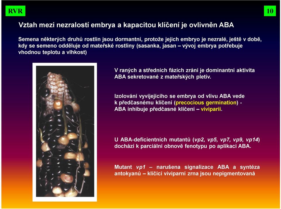 mateřských pletiv. Izolování vyvíjejícího se embrya od vlivu ABA vede k předčasnému klíčení (precocious germination) - ABA inhibuje předčasné klíčení viviparii.