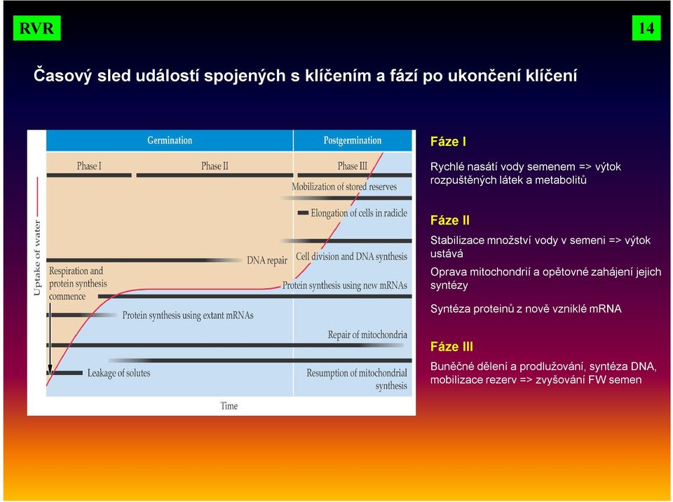 výtok ustává Oprava mitochondrií a opětovné zahájení jejich syntézy Syntéza proteinů z nově