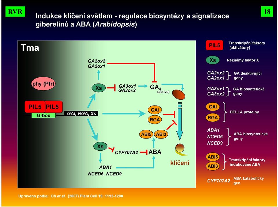 PIL5 PIL5 G-box GAI, RGA, Xs GAI RGA GAI RGA DELLA proteiny Xs ABA1 NCED6, NCED9 CYP707A2 ABI5 ABI3 ABA klíčení ABA1 NCED6 NCED9 ABI5 ABI3