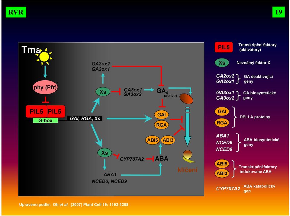 DELLA proteiny Xs ABA1 NCED6, NCED9 CYP707A2 ABI5 ABI3 ABA klíčení ABA1 NCED6 NCED9 ABI5 ABI3 CYP707A2 ABA