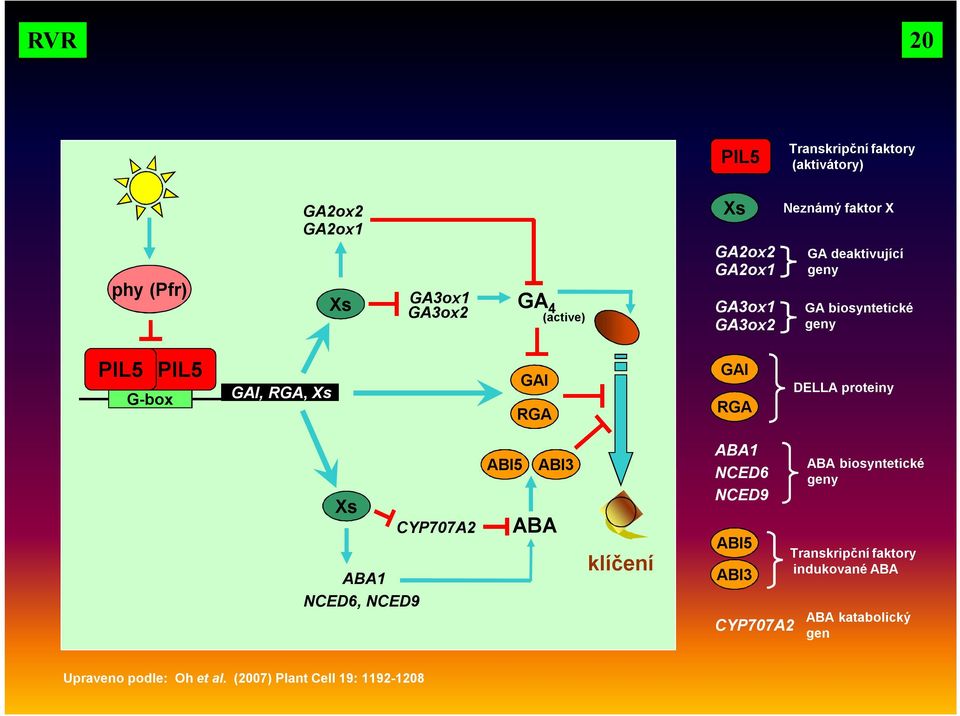 RGA DELLA proteiny Xs ABA1 NCED6, NCED9 CYP707A2 ABI5 ABI3 ABA klíčení ABA1 NCED6 NCED9 ABI5 ABI3 CYP707A2 ABA