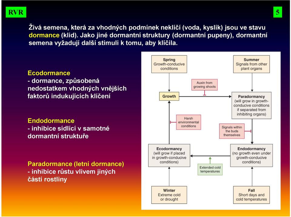 Ecodormance - dormance, způsobená nedostatkem vhodných vnějších faktorů indukujících klíčení Endodormance -