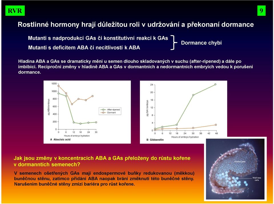 Reciproční změny v hladině ABA a GAs v dormantních a nedormantních embryích vedou k porušení dormance.