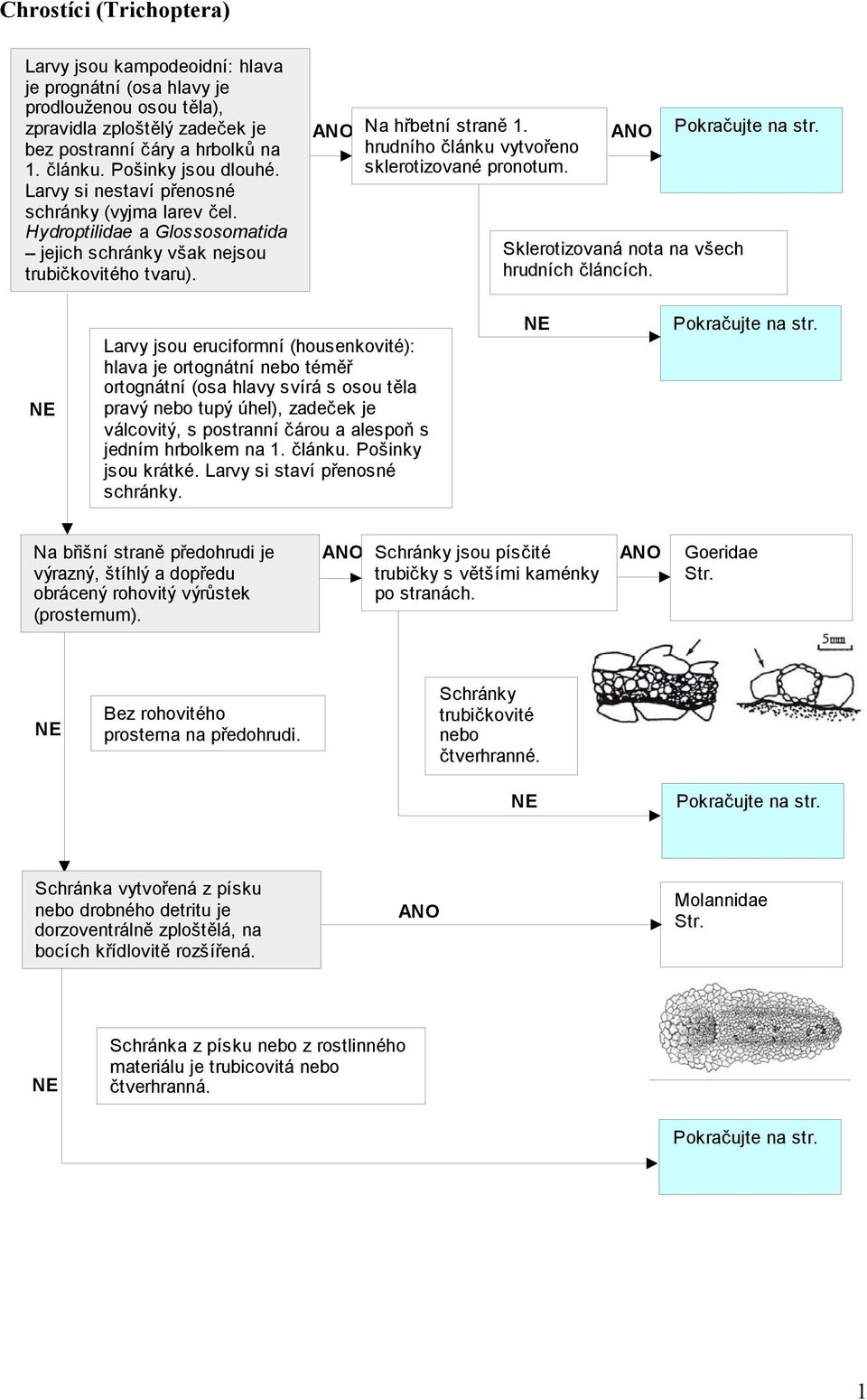 hrudního článku vytvořeno sklerotizované pronotum. Sklerotizovaná nota na všech hrudních článcích. Pokračujte na str.