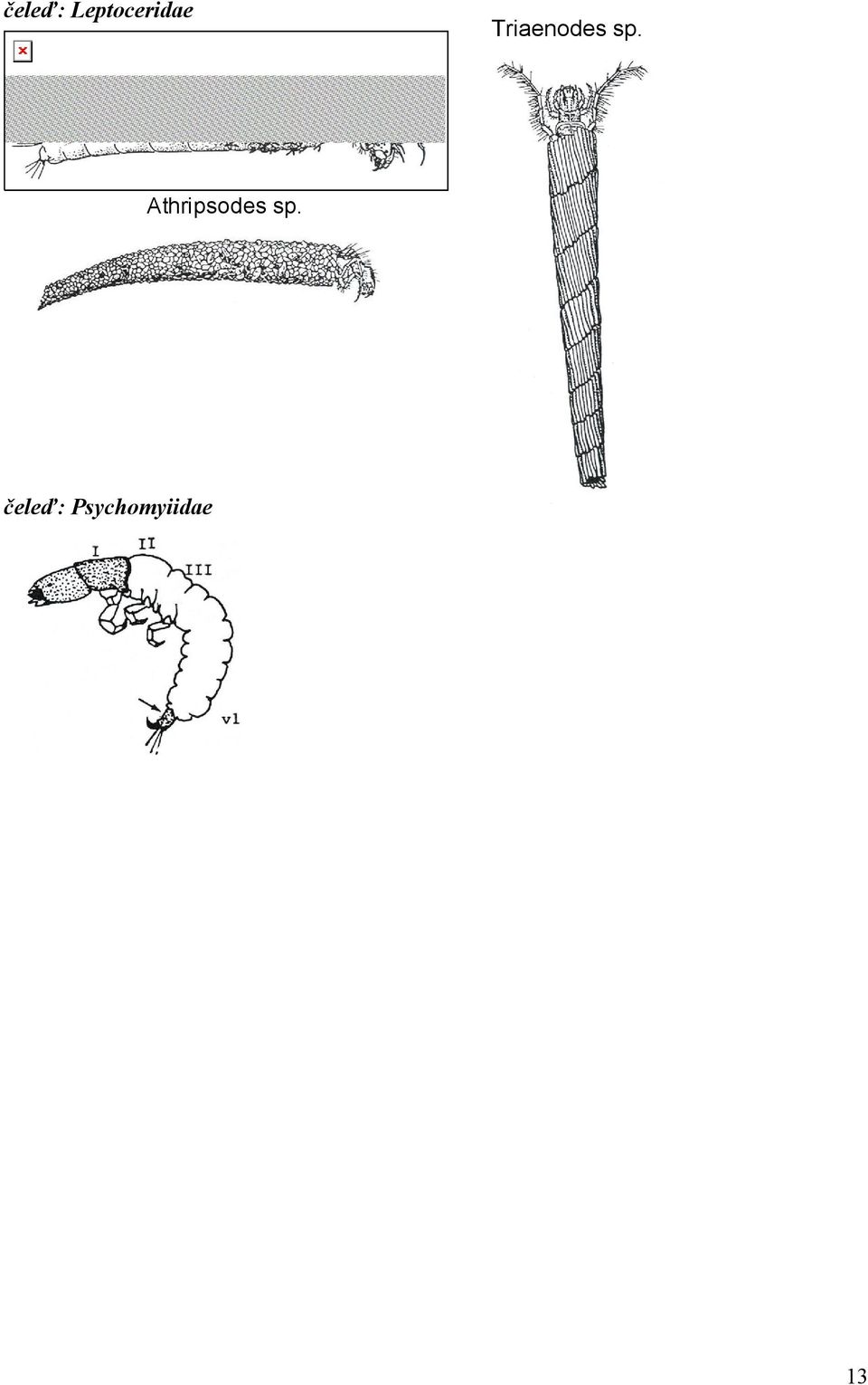 Triaenodes sp.