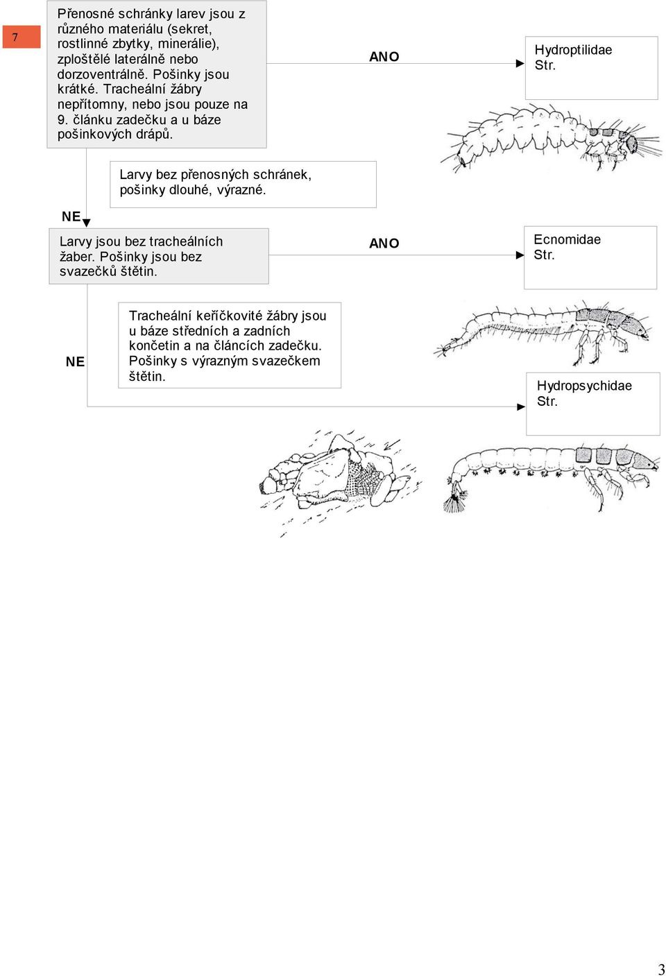 Hydroptilidae Larvy bez přenosných schránek, pošinky dlouhé, výrazné. Larvy jsou bez tracheálních žaber.