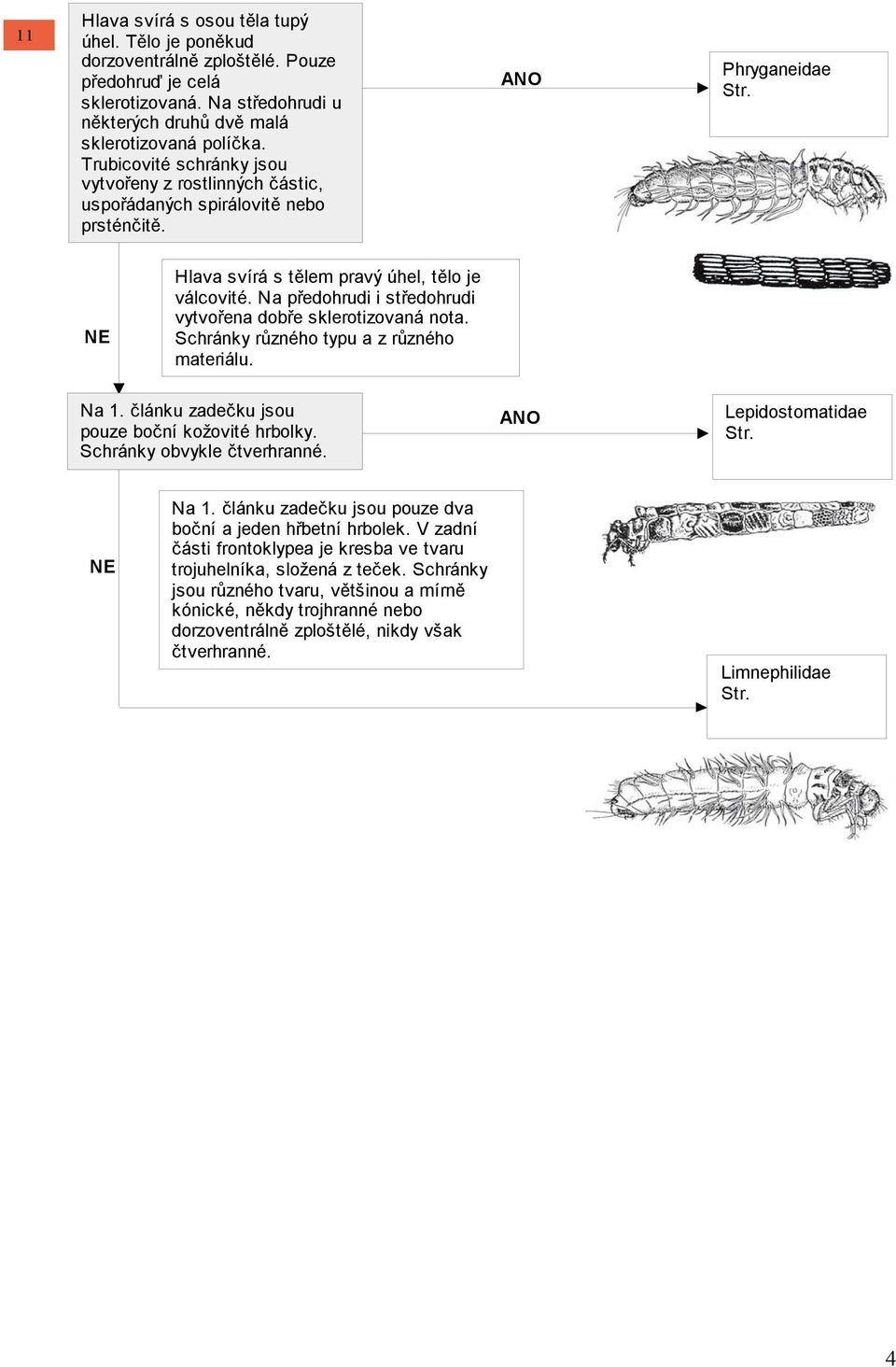 Na předohrudi i středohrudi vytvořena dobře sklerotizovaná nota. Schránky různého typu a z různého materiálu. Na 1. článku zadečku jsou pouze boční kožovité hrbolky. Schránky obvykle čtverhranné.