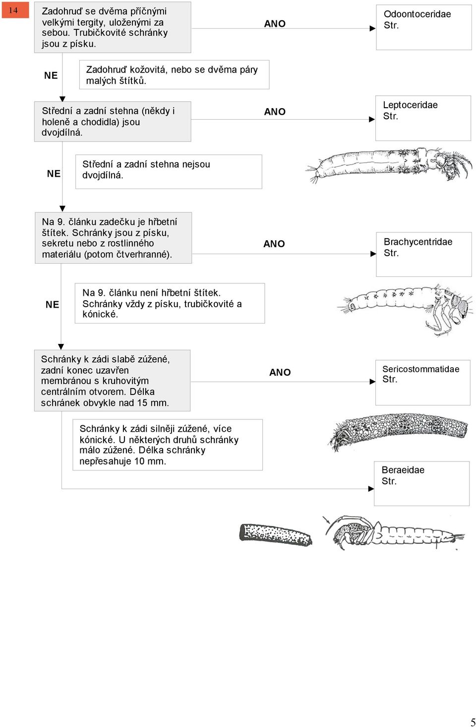 Schránky jsou z písku, sekretu nebo z rostlinného materiálu (potom čtverhranné). Brachycentridae Na 9. článku není hřbetní štítek. Schránky vždy z písku, trubičkovité a kónické.