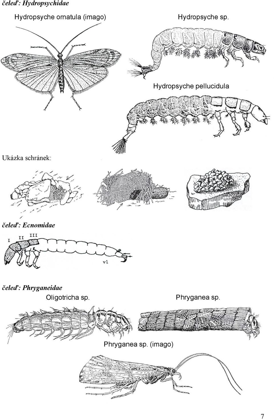 Hydropsyche pellucidula Ukázka schránek: čeleď: