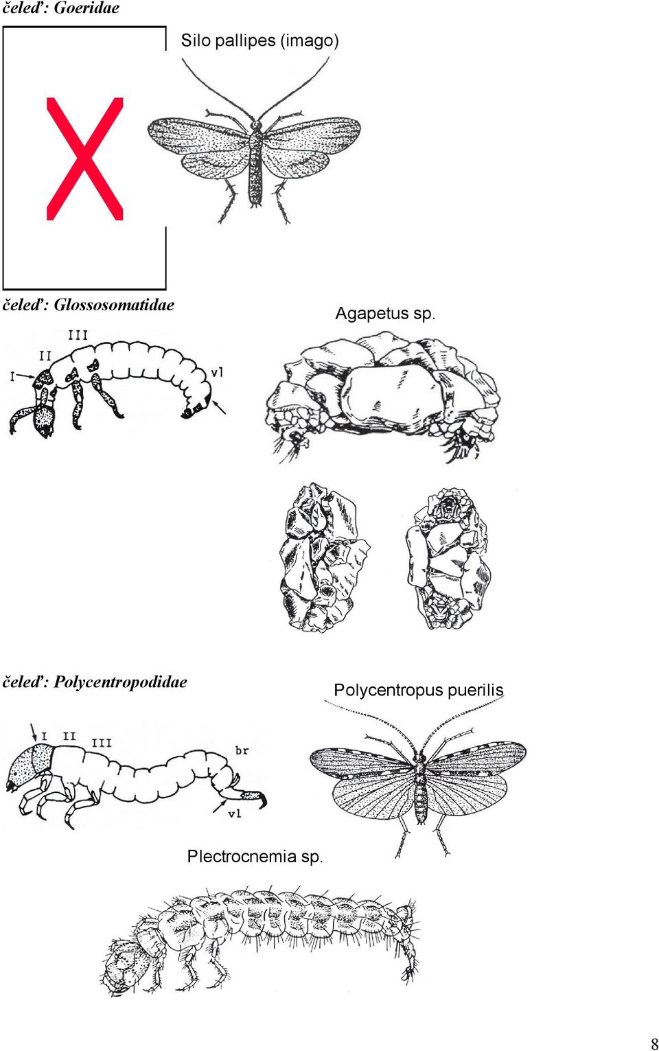 Agapetus sp.