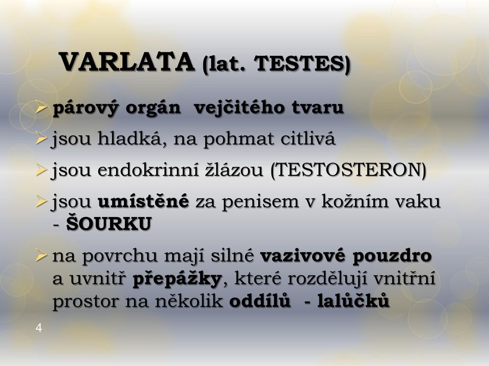 jsou endokrinní žlázou (TESTOSTERON) jsou umístěné za penisem v kožním