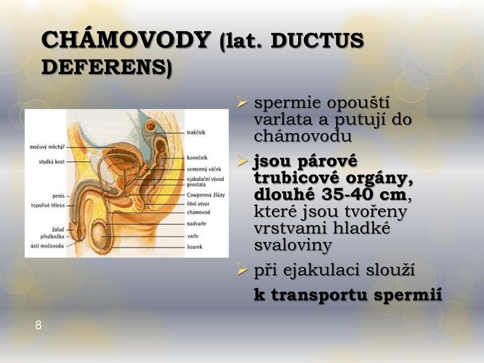 chámovodu jsou párové trubicové orgány, dlouhé 35-40