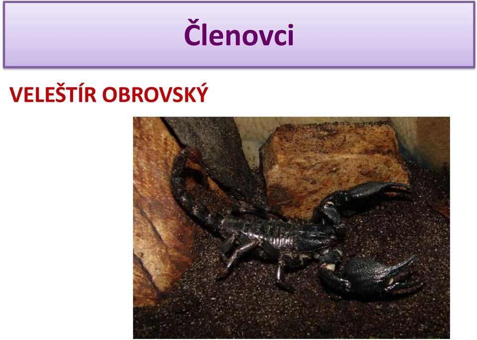 Členovci