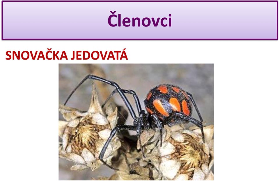 Členovci