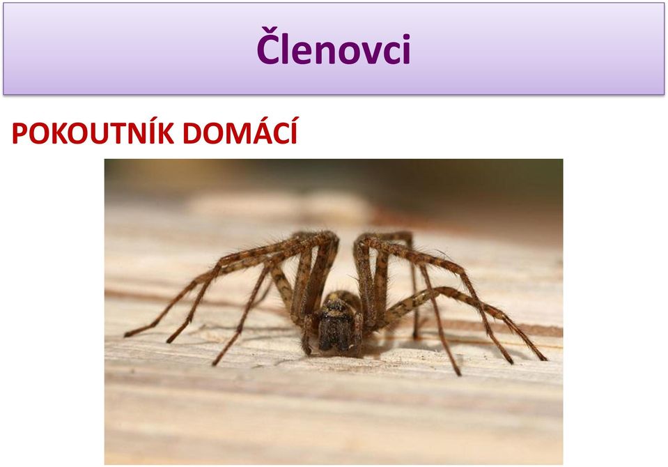 Členovci