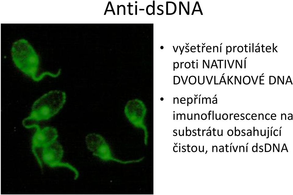 nepřímá imunofluorescence na