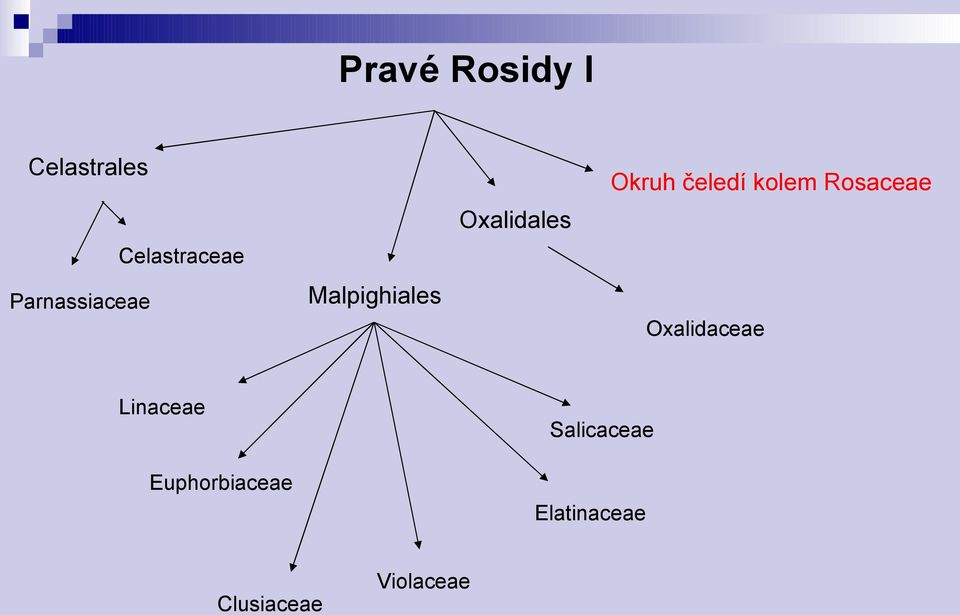 čeledí kolem Rosaceae Oxalidaceae Linaceae