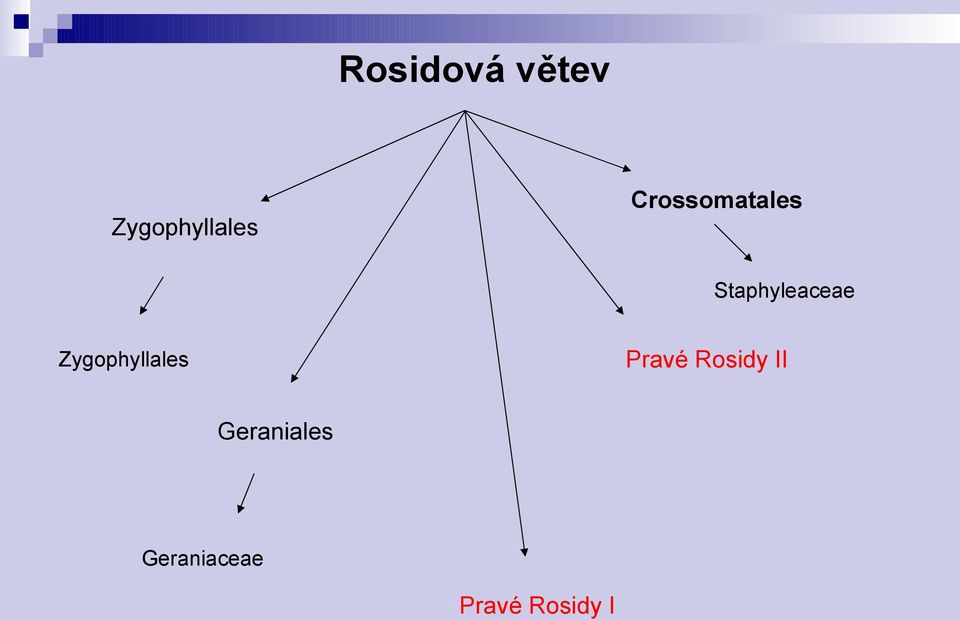 Zygophyllales Pravé Rosidy II