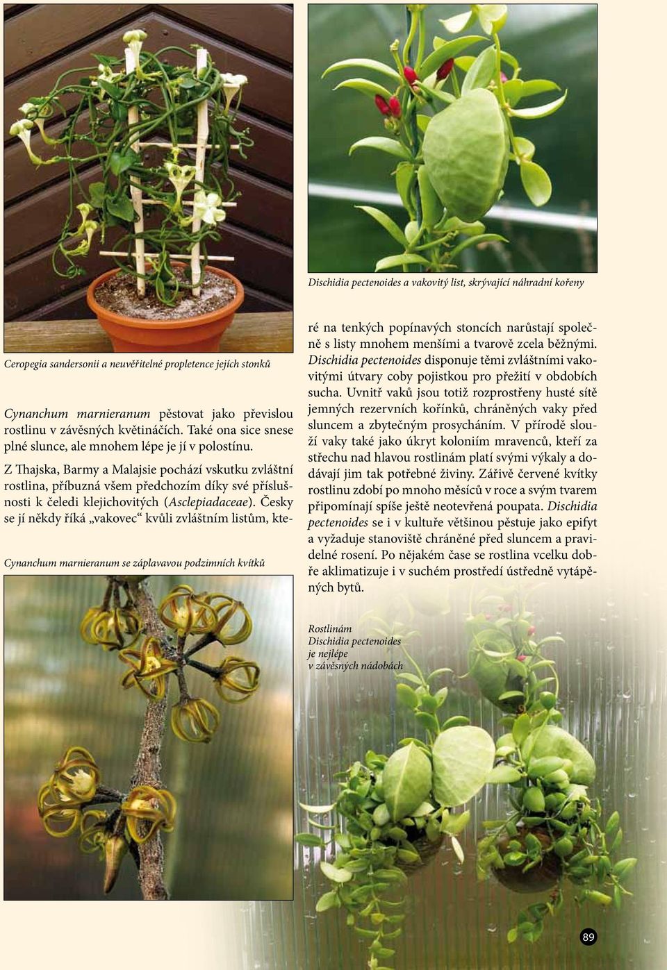 Z Thajska, Barmy a Malajsie pochází vskutku zvláštní rostlina, příbuzná všem předchozím díky své příslušnosti k čeledi klejichovitých (Asclepiadaceae).
