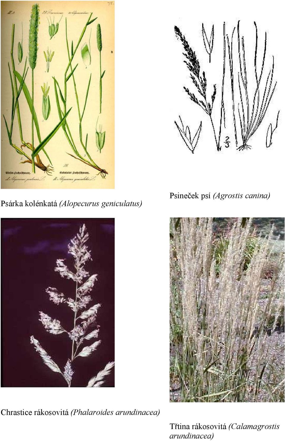 rákosovitá (Phalaroides arundinacea)