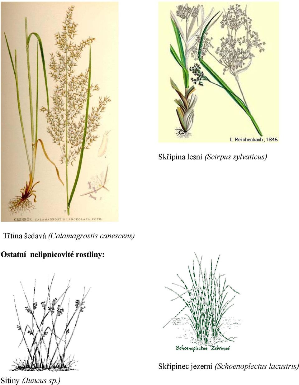 nelipnicovité rostliny: Sítiny (Juncus sp.