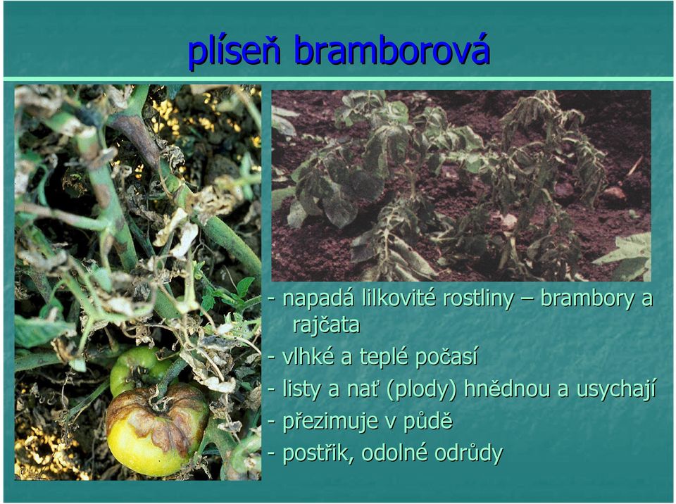 teplé počas así - listy a nať (plody) hnědnou